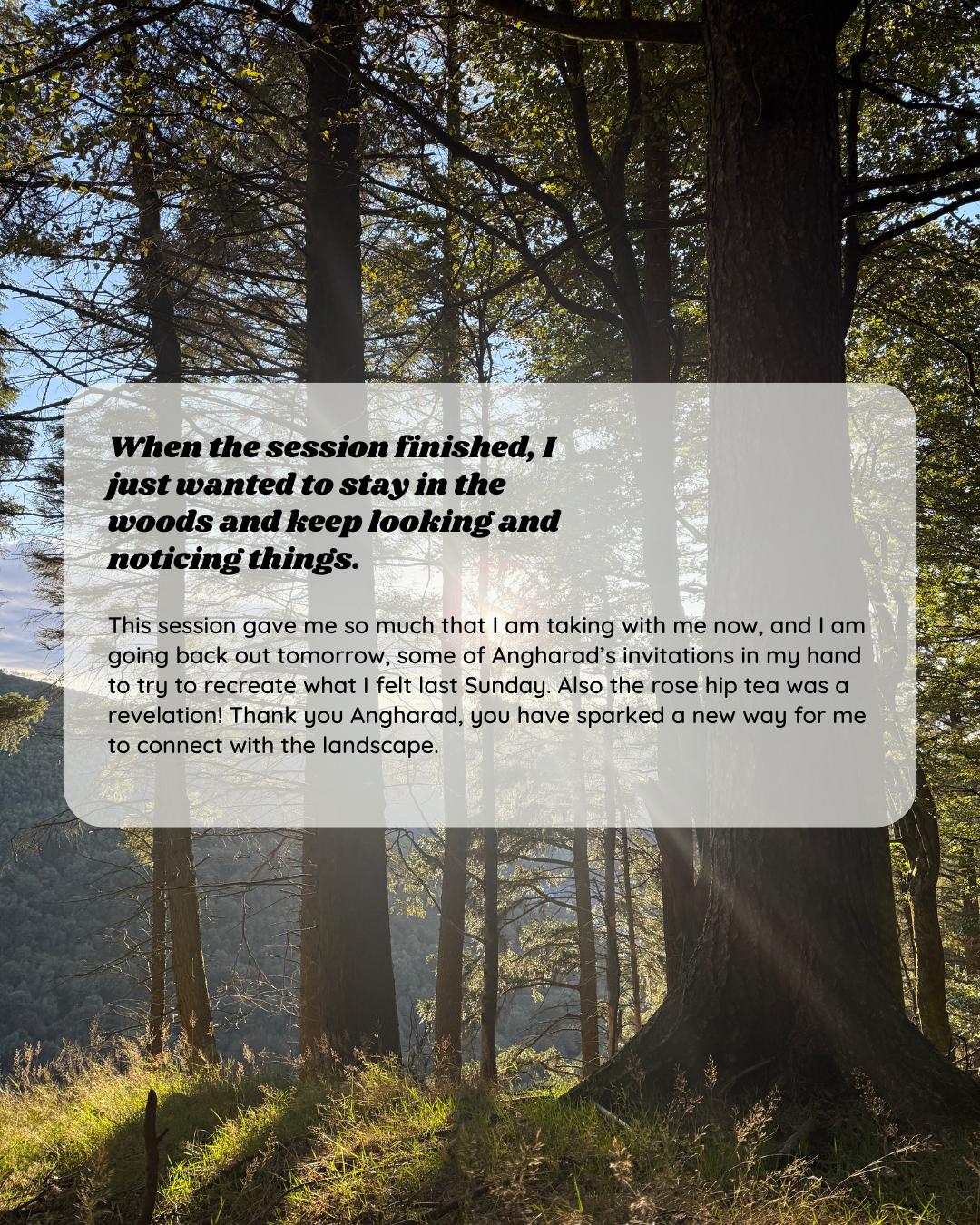 Participant feedback for Wild Heart Woodland Therapy session 2